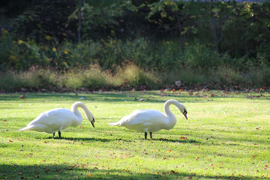 swan, bird, nature, animal, group of animals, animal themes HD wallpaper
