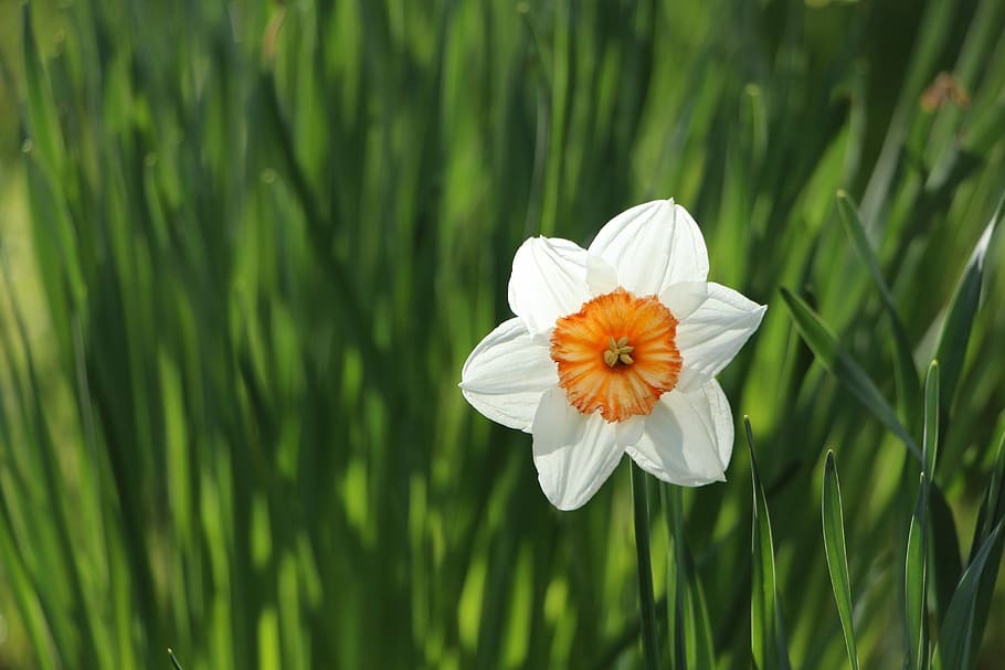selective focus photography of white petaled flower, close up photo of white and orange daffodil in bloom HD wallpaper