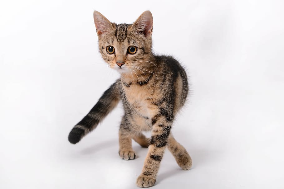 gray tabby cat, kitten, pet, domestic Cat, pets, animal, cute HD wallpaper