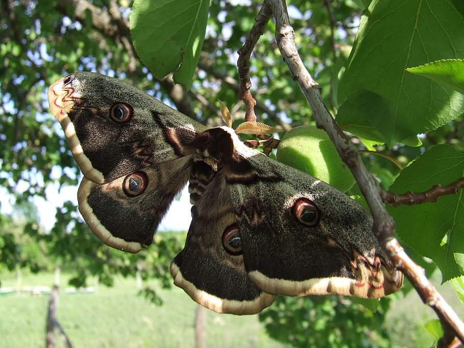 Butterfly, Insects, great, tree, animal wildlife, one animal HD wallpaper