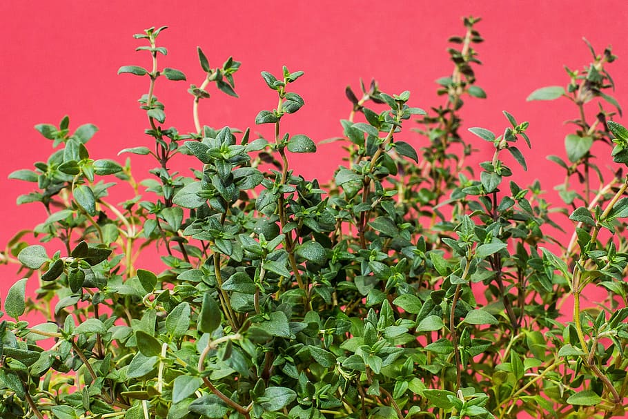 green leafed plant, thyme, herbs, culinary herbs, kitchen herb HD wallpaper