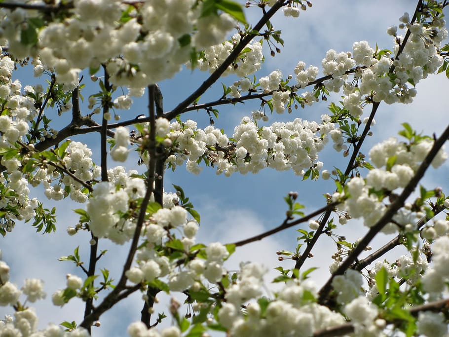 Tree, Blossom, Blossoms, Spring, Nature, white, flower, fragility HD wallpaper