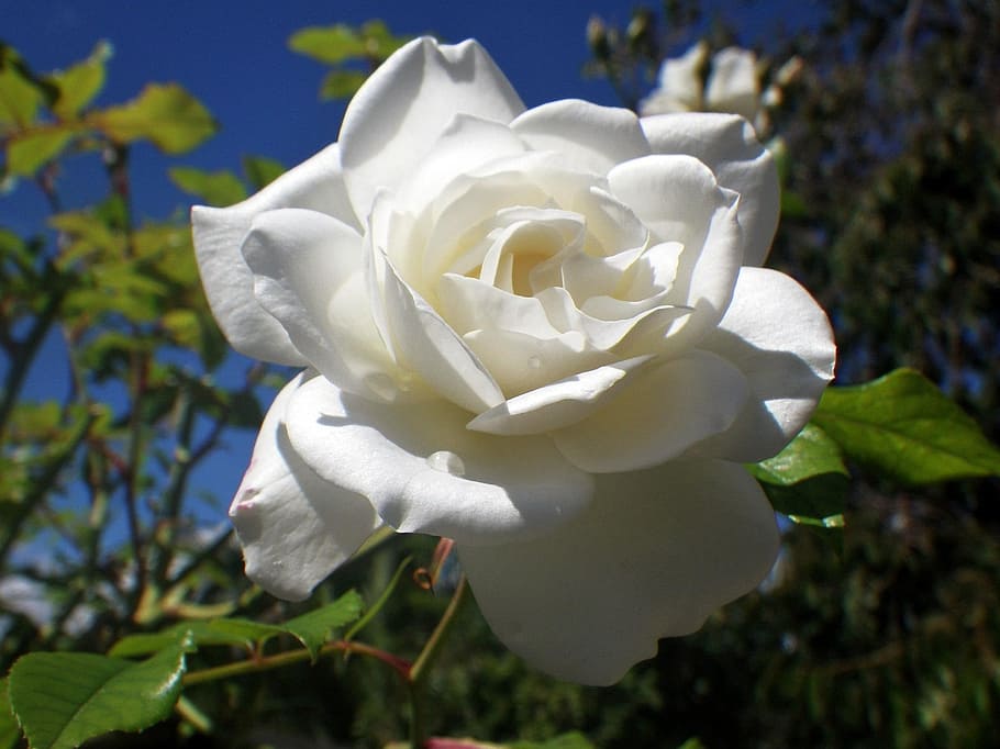 white rose, rose petals, flower, flowering plant, beauty in nature HD wallpaper