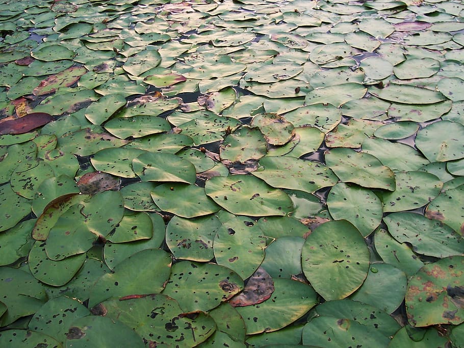 lily, pads, lily pads, background, green, plants, lake, water HD wallpaper