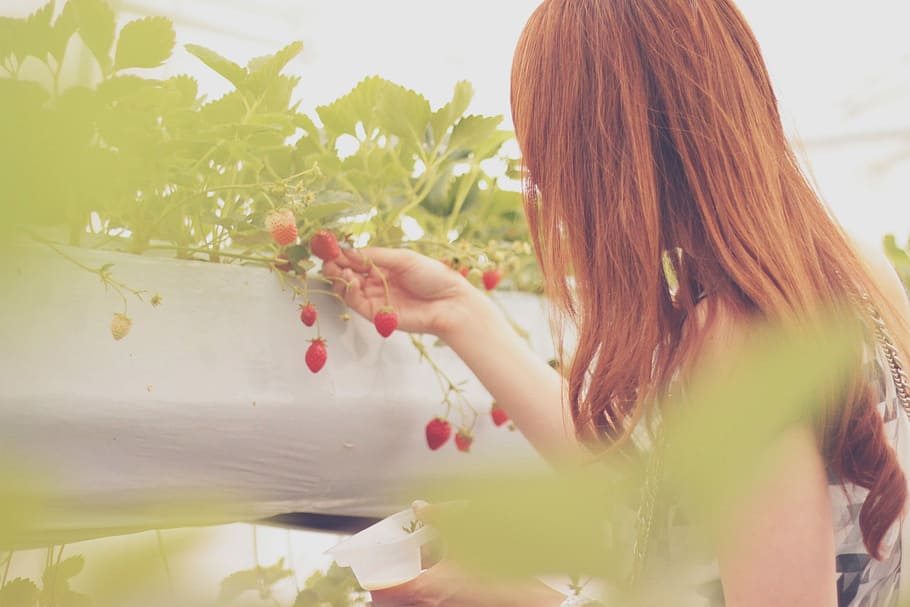 woman picking grapes in daylight view, women, females, people HD wallpaper