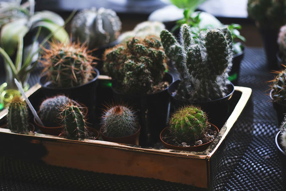 green cacti on brown tray, cacti on brown tray, flower, floral HD wallpaper