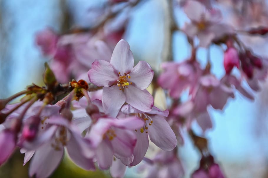 sakura, flower, pink, spring, garden, blossom, botany, season HD wallpaper
