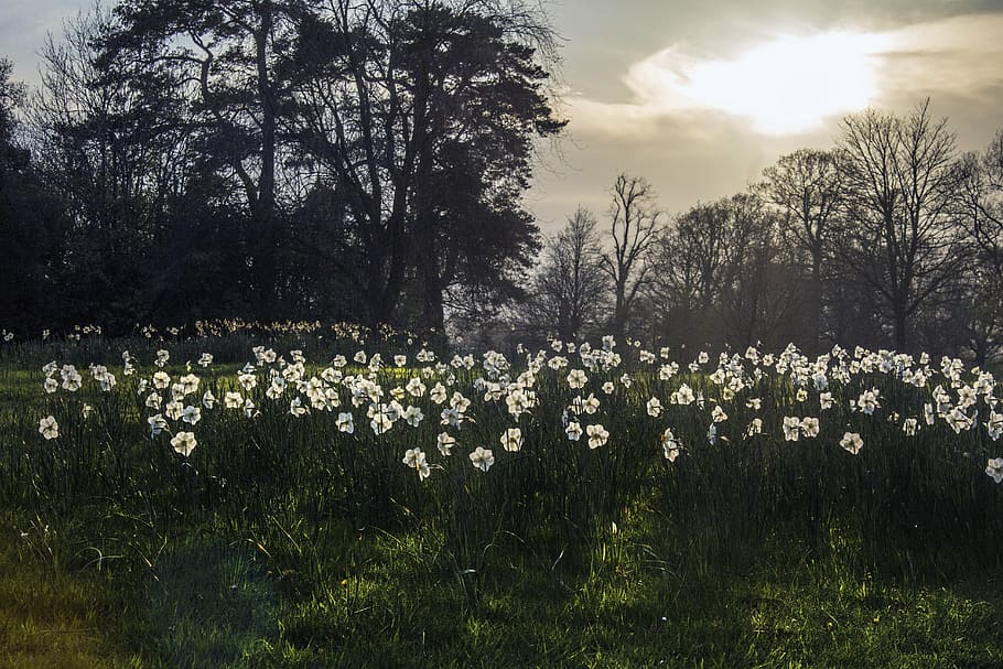 daffodil, narcissus, flower, bed, golden, hour, light, sunlight HD wallpaper