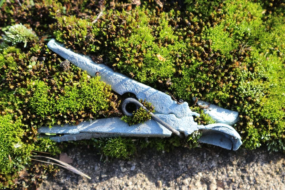 moss, clothes peg, old, antique, weathered, animal, animal wildlife HD wallpaper