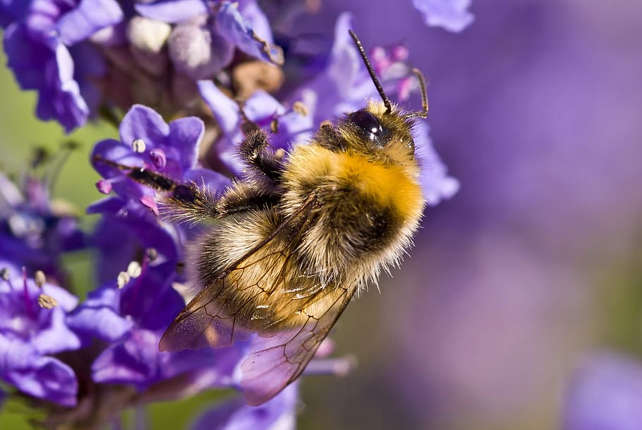 flower, nature, plant, garden, summer, insect, invertebrate HD wallpaper