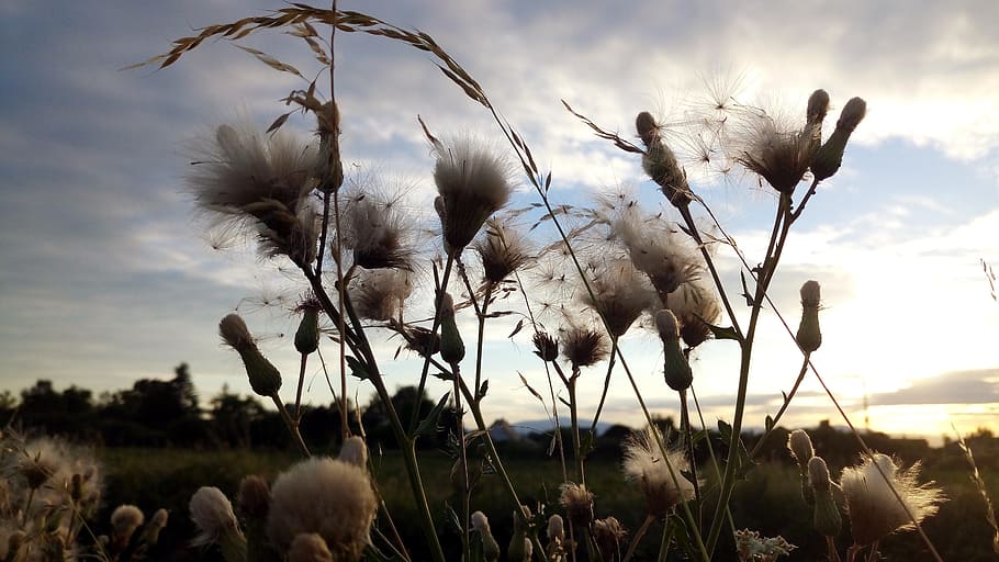 herbs, thistles, sky, clouds, summer, alsace, plant, growth HD wallpaper
