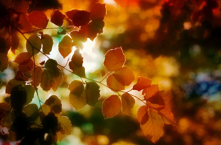 brown leaves selective focus photography, autumn, foliage, light HD wallpaper