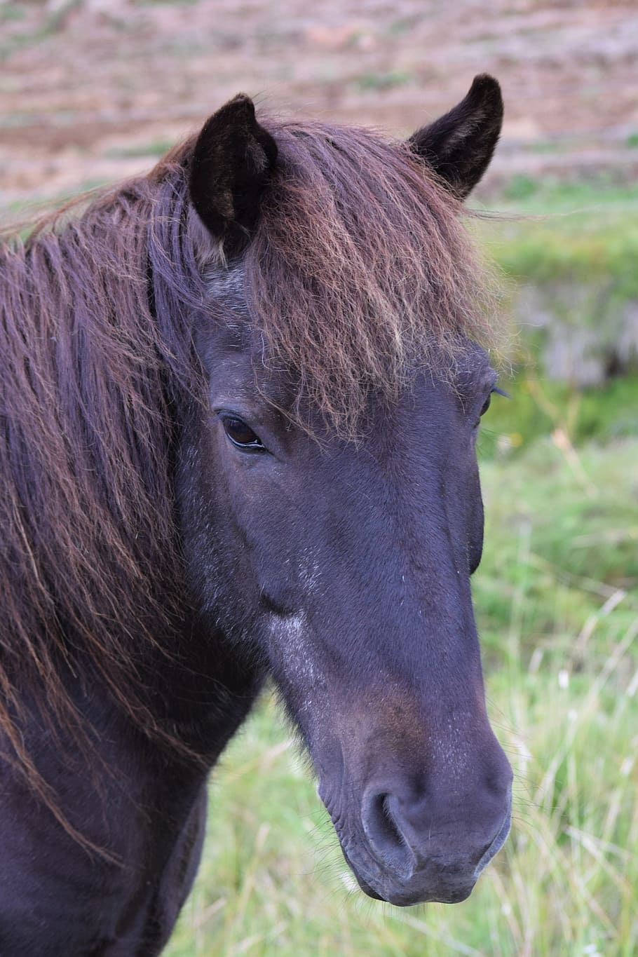 horse, head, black, grass, farm, nature, portrait, equestrian HD wallpaper