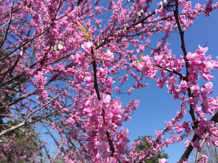 flower, tree, sky, nature, spring, plant, bloom, blooming, blossom HD wallpaper