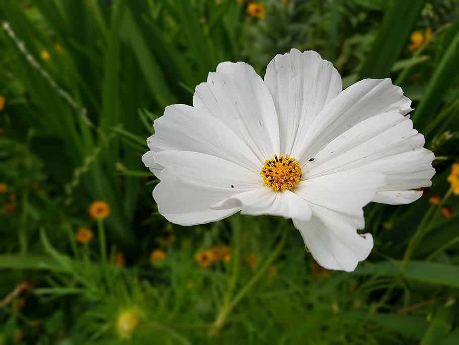 summer, flower, pond plant, flowering plant, fragility, vulnerability HD wallpaper