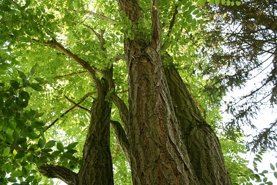 tree, green, branch, nature, forest, leaves, landscape, summer HD wallpaper
