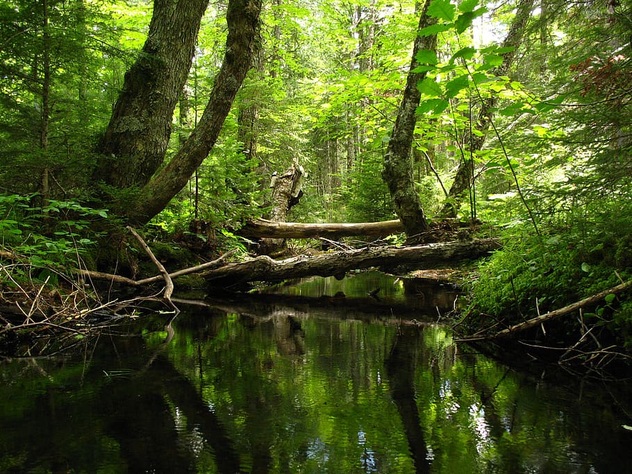 body of water near trees, stream, forest, creek, nature, green HD wallpaper