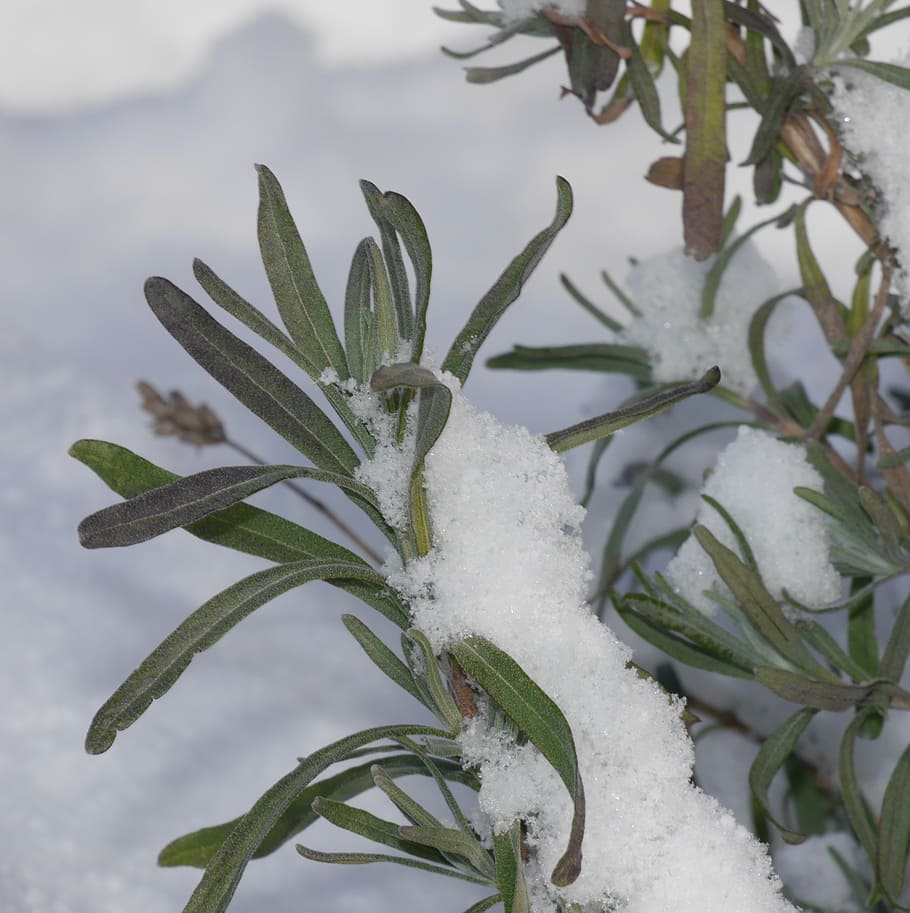 lavender, snow, winter, wintry, plant, cold temperature, growth HD wallpaper