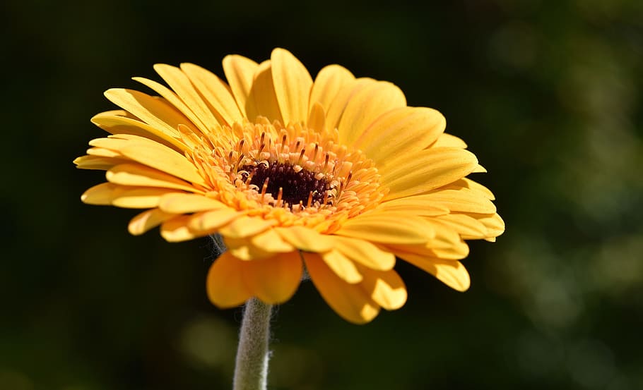 gerbera, flower, blossom, bloom, yellow, plant, close, flowering plant HD wallpaper