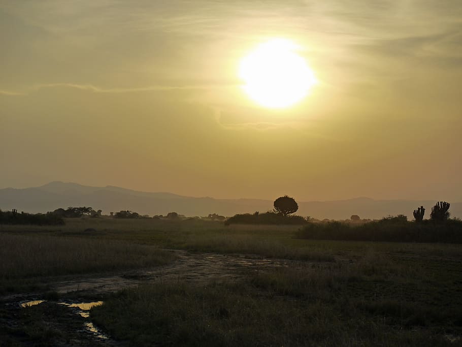 Dusk, Savannah, Uganda, Queen Elisabeth, national park, sunset HD wallpaper