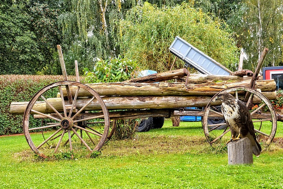 landscape, cart, bird, buzzard, nature, agriculture, field HD wallpaper