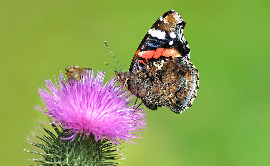 insect, nature, live, flower, flowering plant, animal, beauty in nature HD wallpaper
