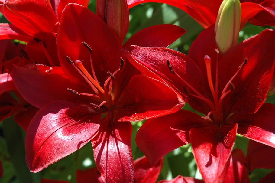 flower, plant, spring, nature, garden, summer, spring flower HD wallpaper