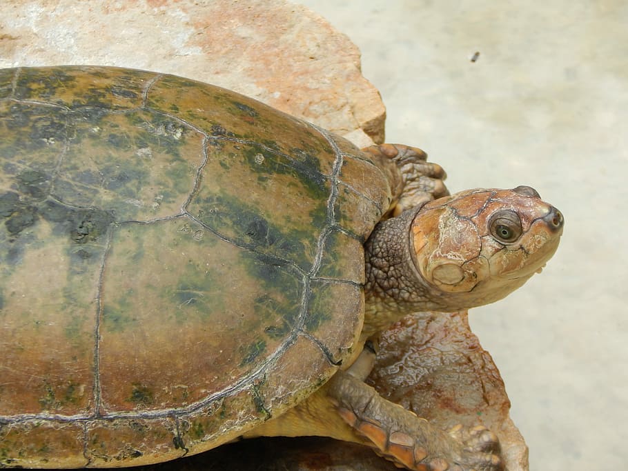 Turtle, Nature, Natural, Animal, reptile, one animal, tortoise HD wallpaper