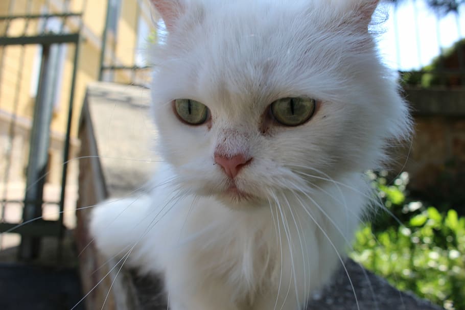 white cat, kitten, whiskers, eyes, cute cat, animal, outside HD wallpaper