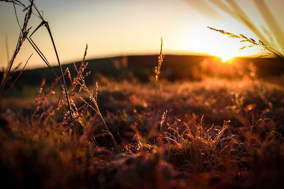 field, grass, sunrise, sunset, twilight, nature, summer, sunlight HD wallpaper