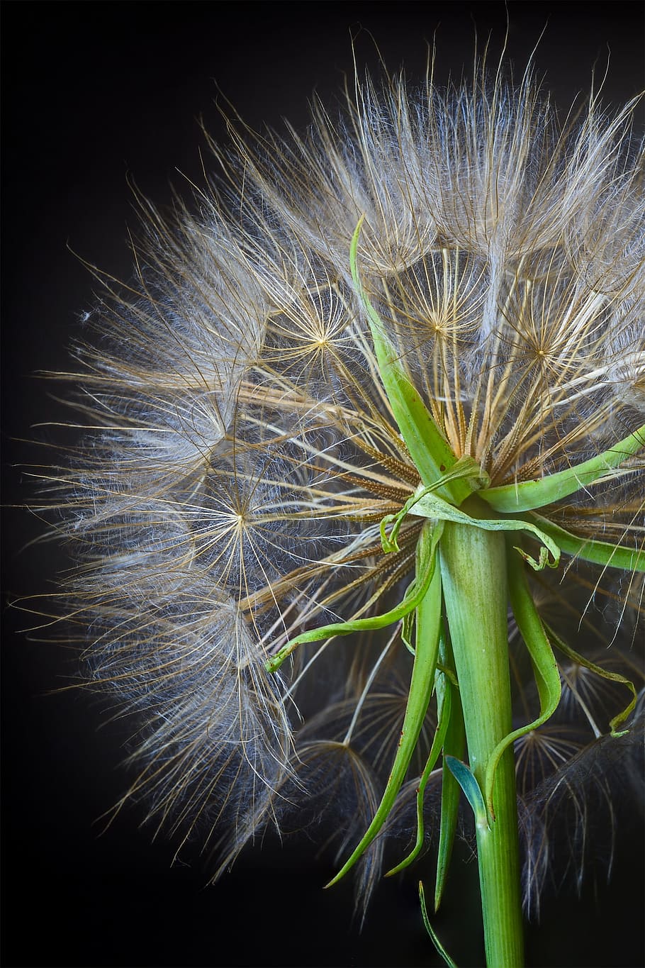 dandelion, weed, plant, spring, blow, head, outdoors, pollination