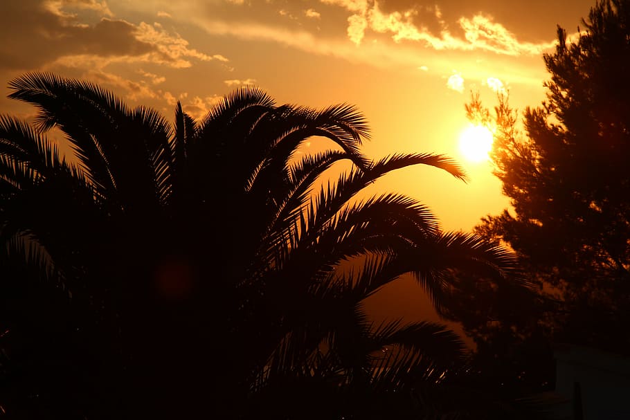 silhouette of palm trees during sunset, holiday, tropics, island HD wallpaper