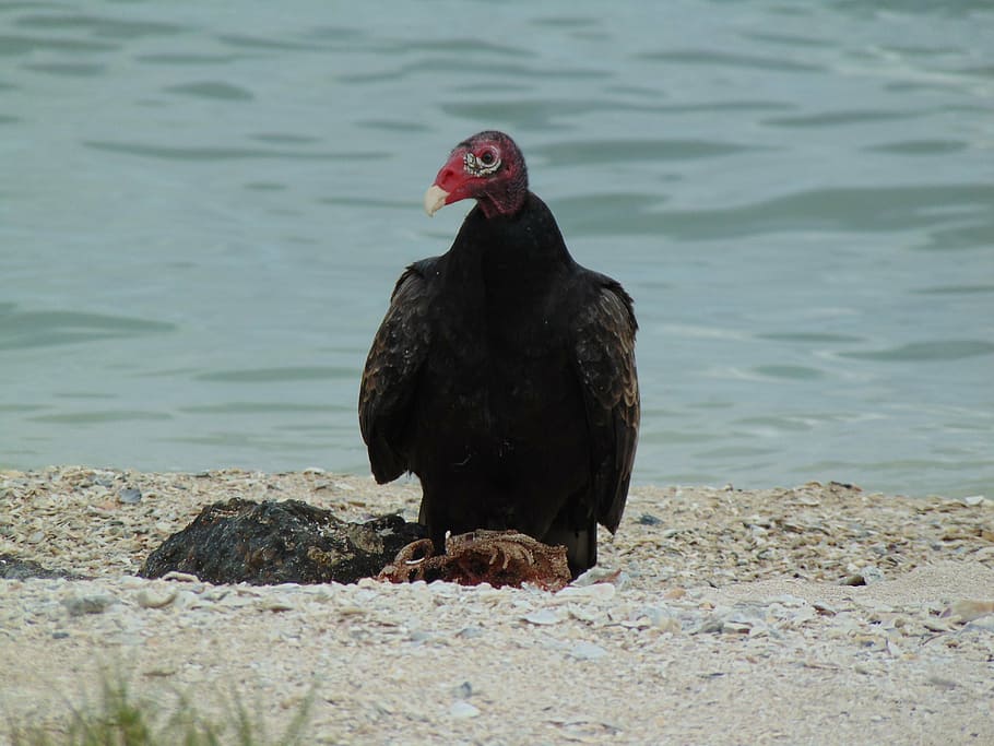 texas, turkey, vulture, scavenger, birdwatching, one animal HD wallpaper
