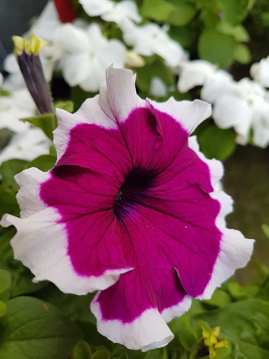flower, petunia, summer flowers, flowering plant, fragility HD wallpaper