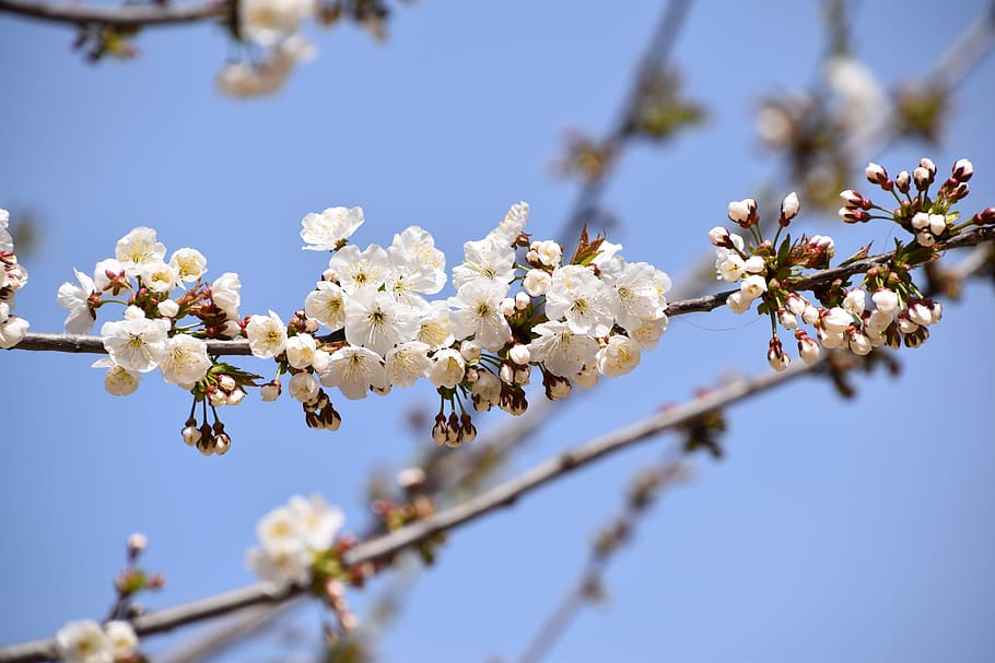 branch, flower, tree, nature, spring, flowering, fragility HD wallpaper