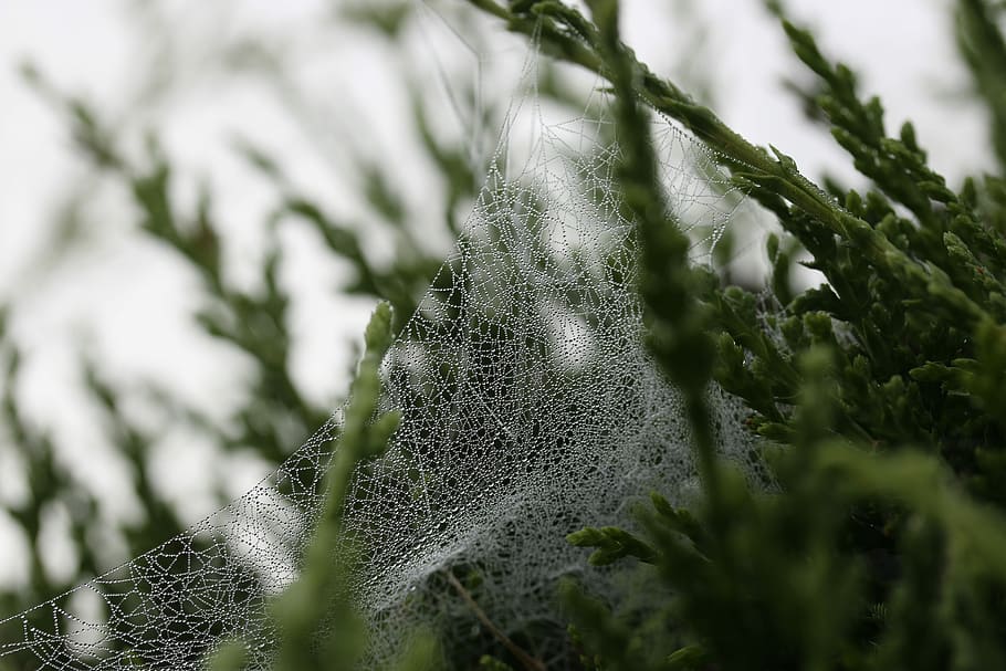shallow focus photography of green leafed plant, shallow focus photo of web HD wallpaper