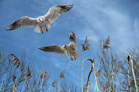 two white birds flying together, gulls, sky, wing, dom, locomotion HD wallpaper