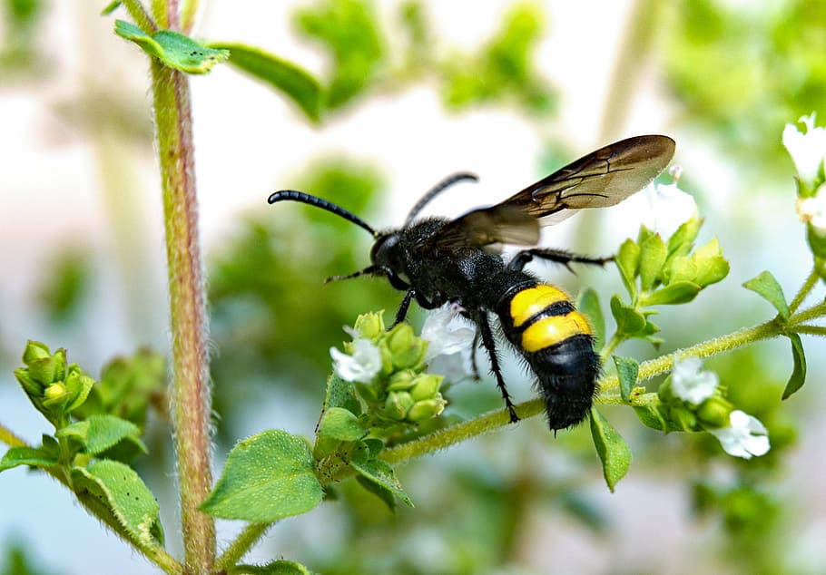dagger wasp, close, insect, animal, nature, bee, pollination HD wallpaper