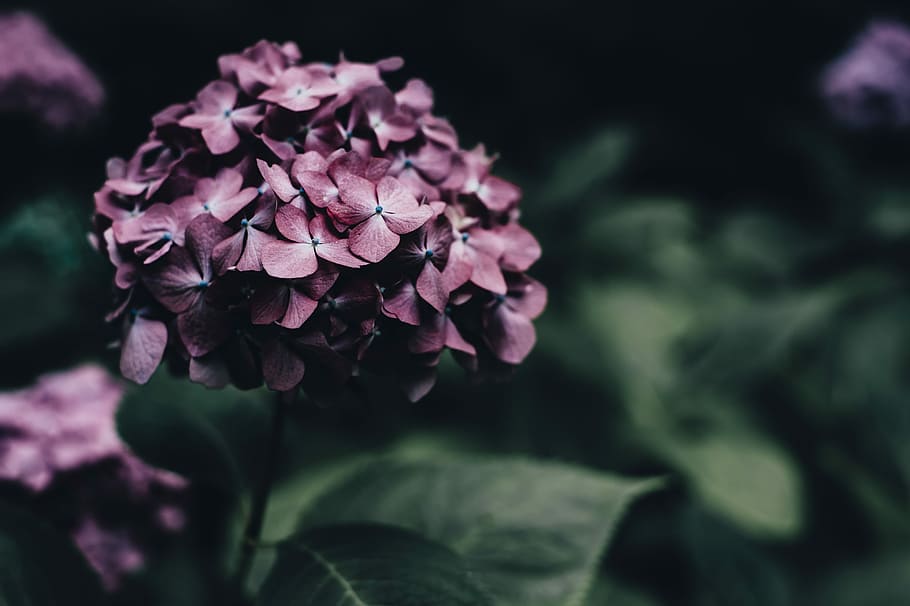 closeup photography of purple petaled flower, green, folk, dark HD wallpaper