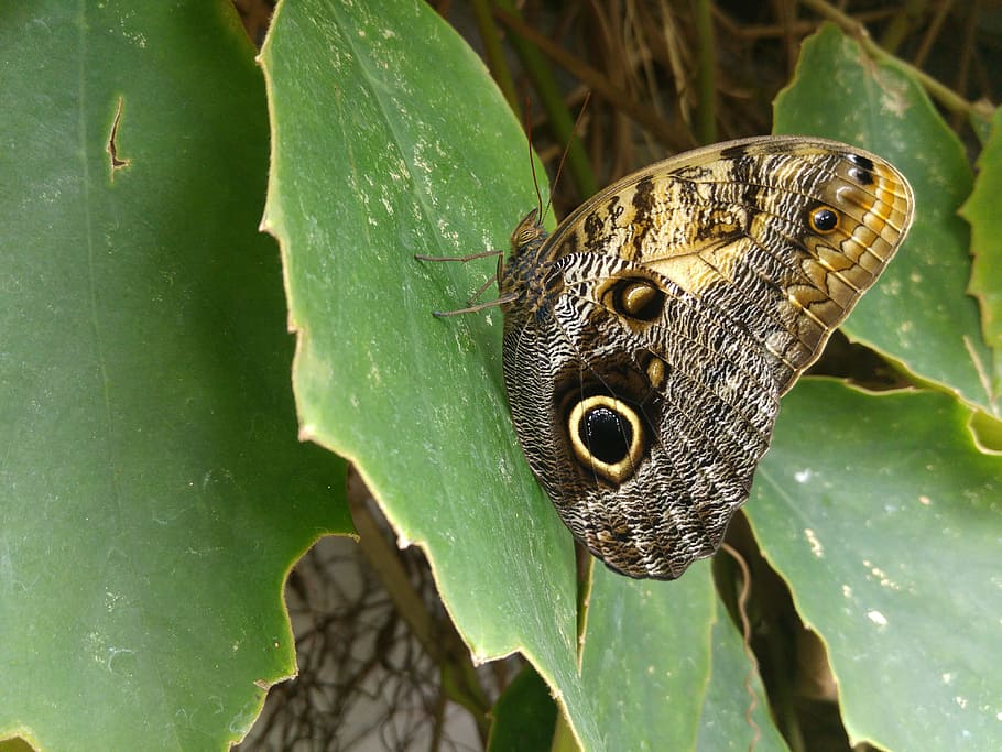 butterfly, granada, andalusia, spain, science park, butterfly garden HD wallpaper