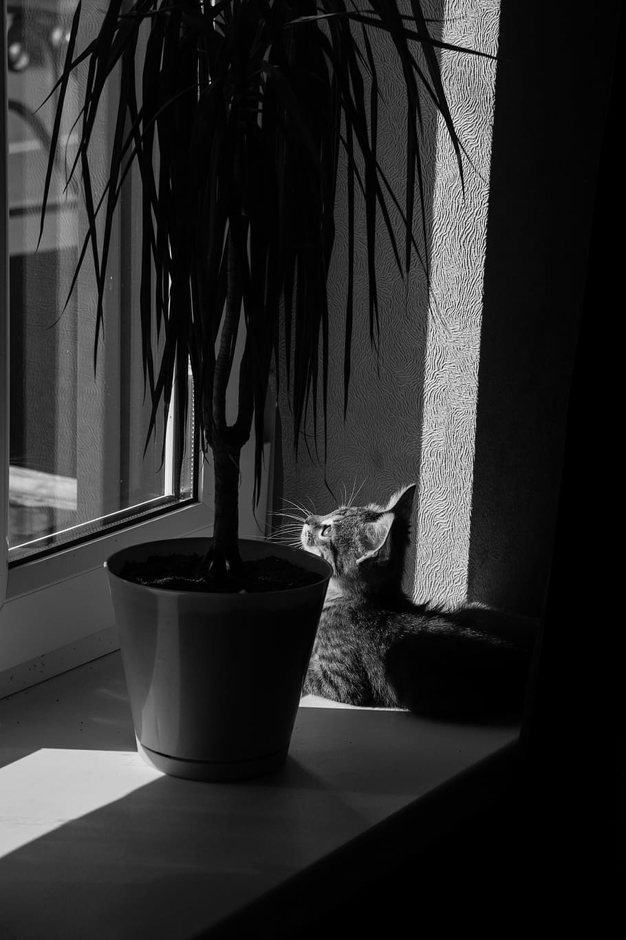 cat, pet, animals, gray cat, bw, pets, domestic, one animal HD wallpaper