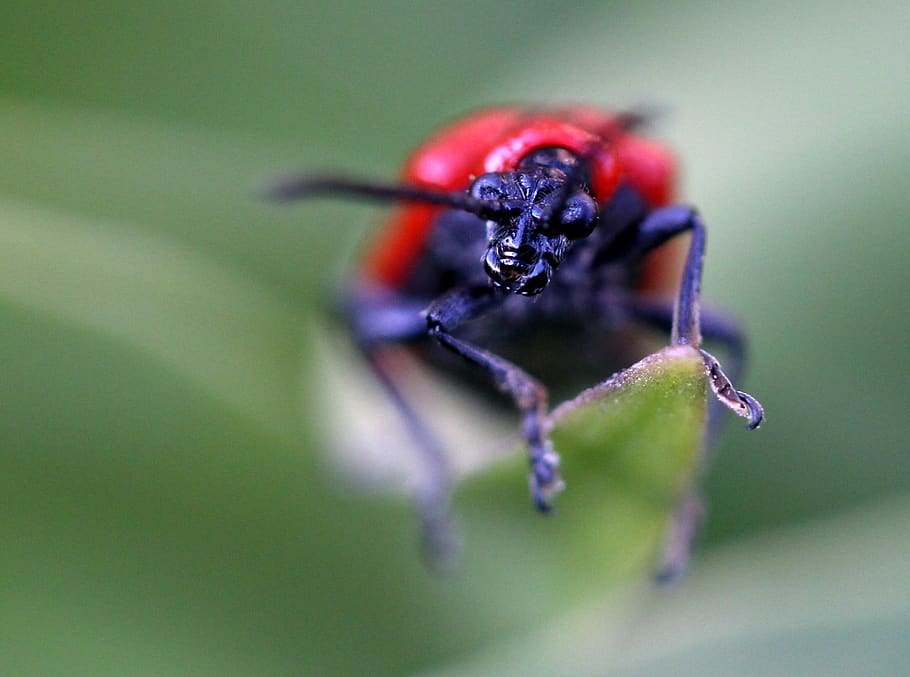 insecta, red, monster, funny, ugly, animal themes, invertebrate HD wallpaper