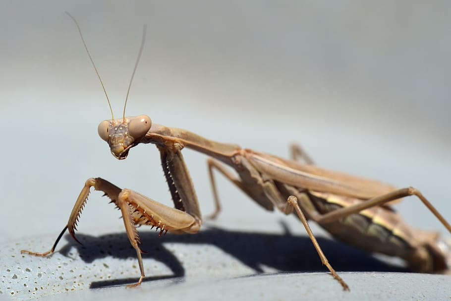 praying mantis, insect, nature, macro, close, animal, european mantis HD wallpaper