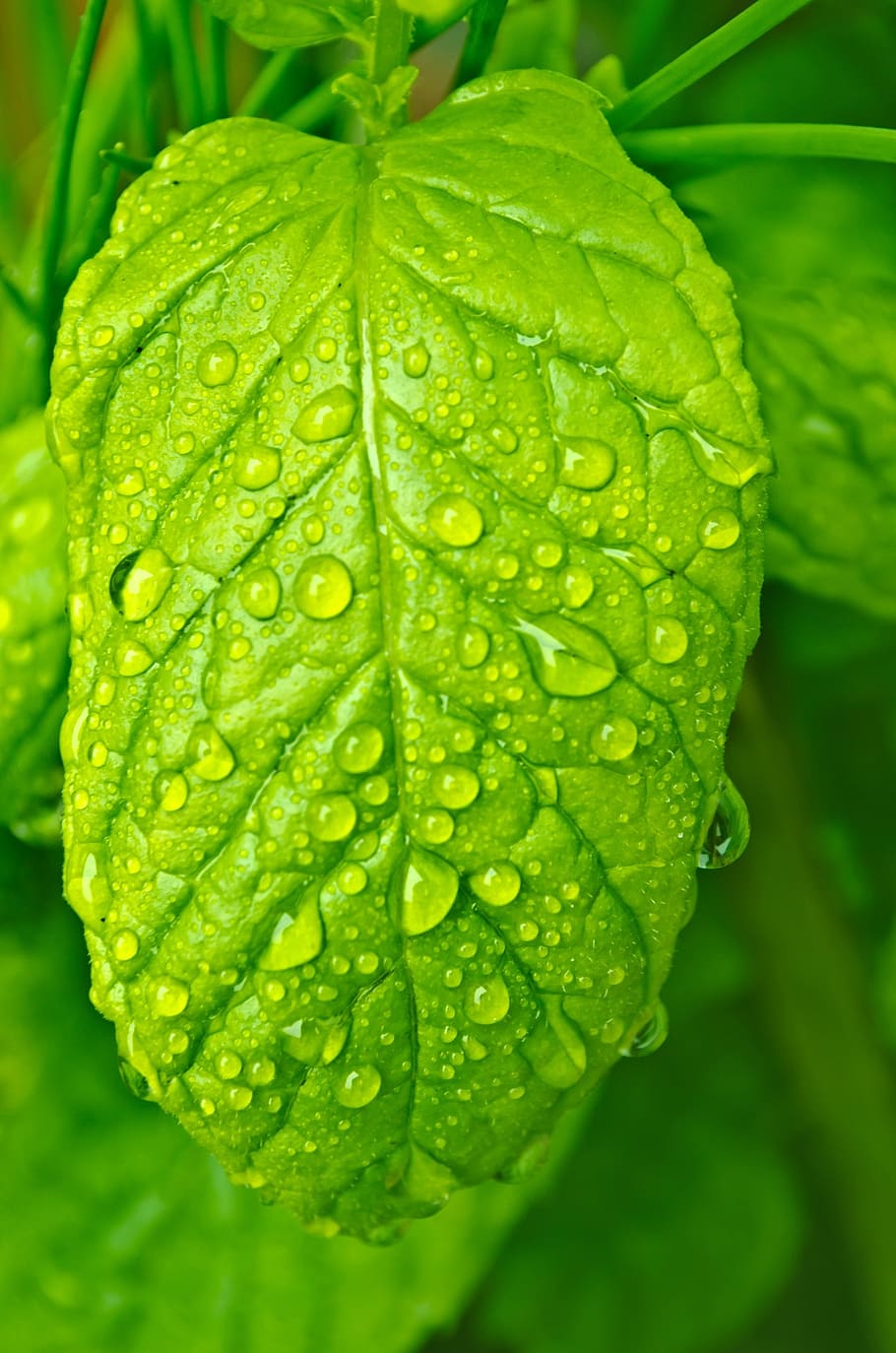 drops, water, macro, leaf, leaves, nature, rain, element, wet HD wallpaper