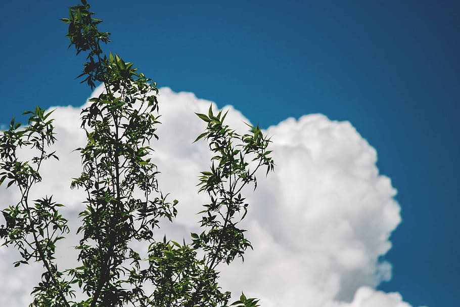 green leafed tree under blue sky, leaves, white, clouds, trees HD wallpaper