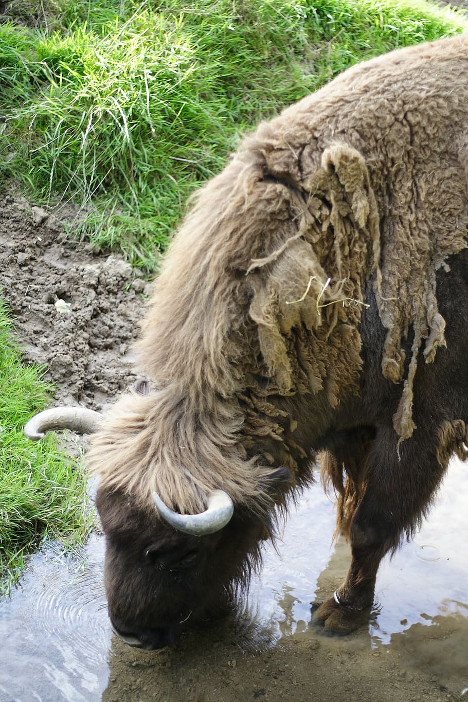 bison, wisent, wild, animal, mammal, animal themes, vertebrate HD wallpaper
