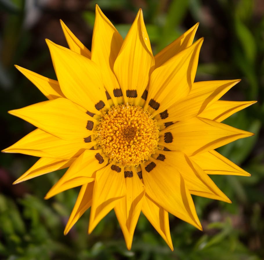 bloom, flower, yellow, nature, spring, blossom, floral, blooming HD wallpaper