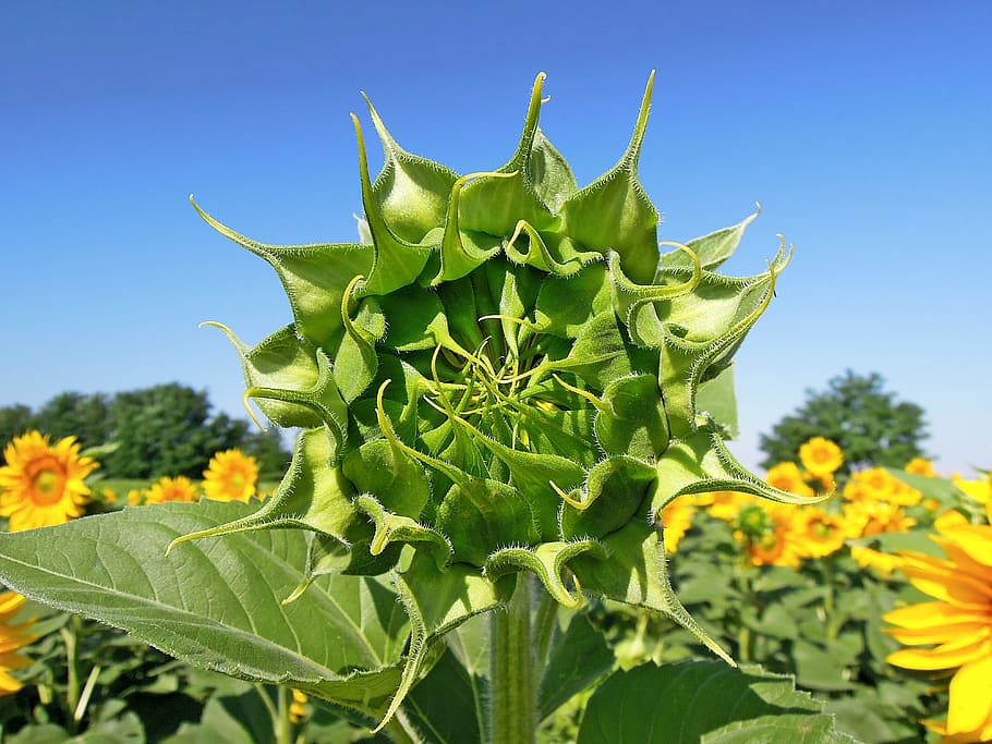 sunflower, green, summer, foliage, blue sky, plant, leaf, growth HD wallpaper