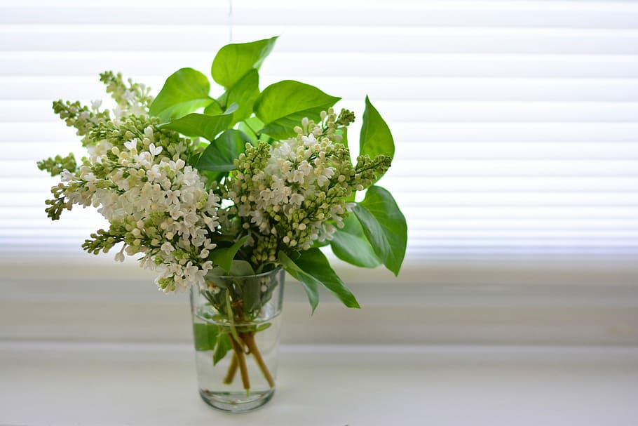 white petaled flowers in clear glass vase placed near window HD wallpaper