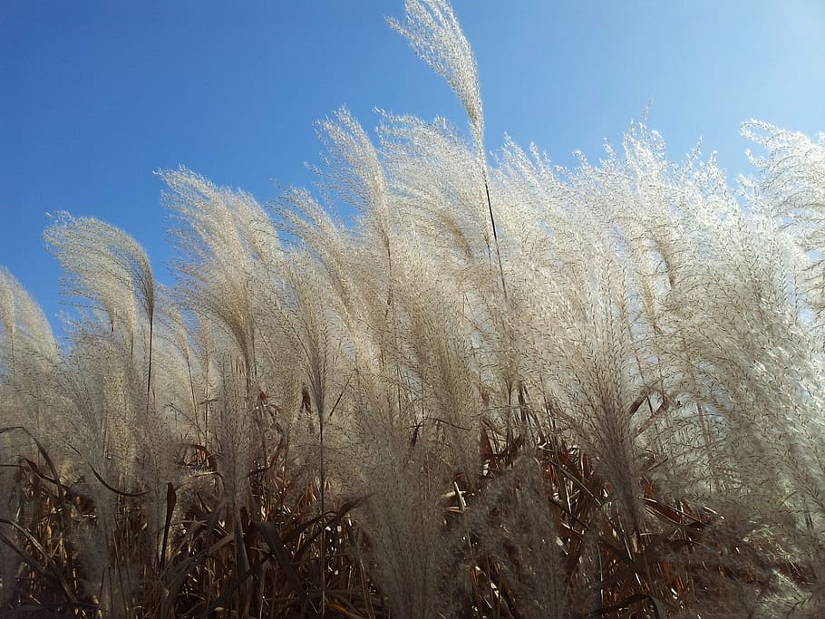 daechung, silver grass, autumn sky, nature, plant, outdoors HD wallpaper